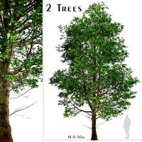 Set of European Linden or Tilia europaea Trees - 2 Trees