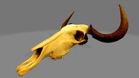 Wildebeest Skull