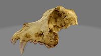 Canine Skull 3