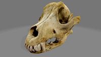 Canine Skull 2