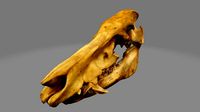 Boar Skull 2