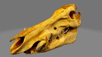 Boar Skull 1