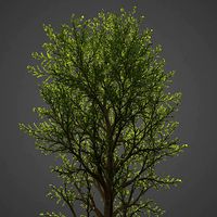 2021 PBR Balsam Poplar Collection - Populus Balsamifera