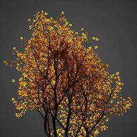 2021 PBR Vine Maple Collection - Acer Circinatum