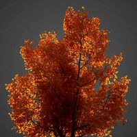 2021 PBR American Planetree Collection - Platanus Occidentalis