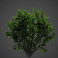 2021 PBR Japanese Zelkova Collection - Zelkova Serrata