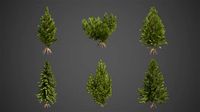 2021 PBR Hinoki False Cypress Collection - Chamaecyparis Obtusa