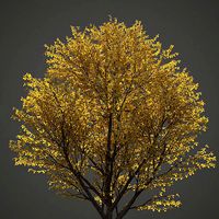 2021 Nikko Maple Collection - Acer Nikoense