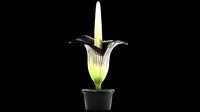 Titan Arum