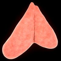thymus