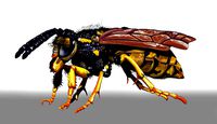 Wasp Character