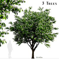 Set of Flowering Kousa Dogwood or Cornus kousa Trees - 3 Trees