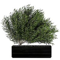 Decorative tree in a black flowerpots 801