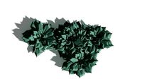 EVERYPlant Elegant Echerveria SINGLE