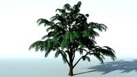 albizia tree