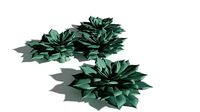 EVERYPlant Elegant Echerveria 11 --16 Models--