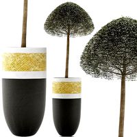 Plants Collection 126 Ligustrum ovalifolium