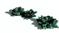 EVERYPlant Elegant Echerveria 10 --16 Models--