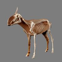 Saiga Antelope With Bone