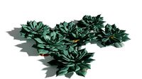 EVERYPlant Elegant Echerveria 07 --16 Models--
