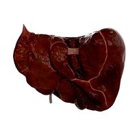 Human Liver and Gallbladder 3D Model