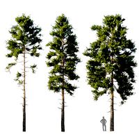 Pinus sylvestris 18m
