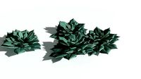 EVERYPlant Elegant Echerveria 05 --16 Models--