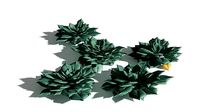 EVERYPlant Elegant Echerveria 04 --16 Models--