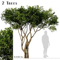 Set of Olive or Olea Europaea Trees - 2 Trees