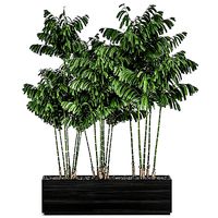 Decorative palm Chamaedorea in flowerpots 797