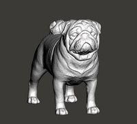 Pug Dog  | 3D
