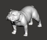English Bulldog 3D Model | 3D