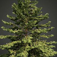 2021 PBR Nikko Fir Collection - Abies Homolepis