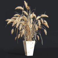 Dry plant