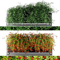 Collection plant vol 19