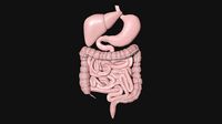 Digestive System 5