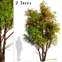 Set of Coral Bark Maple or Yellow Japanese Maple Trees - 2 Trees