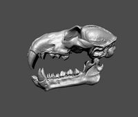 Skull of the beast  | 3D