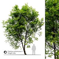 Fraxinus americana- White ash 5