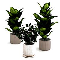 Plant 7