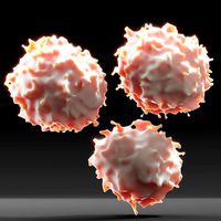 Lymphosytes