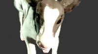 calf cow baby