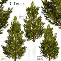Set of Norway spruce or Picea abies Trees - 3 Trees