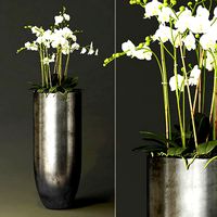 Modern and fashionable bonsai plant