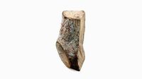 Log Fraxinus