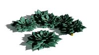 EVERYPlant Elegant Echerveria 01 --16 Models--