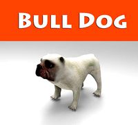 BullDog game ready low poly Model