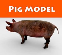 Wild Pig low poly 3D model