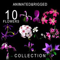 ANIMATED FLOWERS COLLECTION