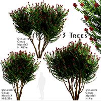 Set of Dynamite Crepe Myrtle or Lagerstroemia Trees - 3 Trees